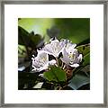 Rhododendron 02 Framed Print