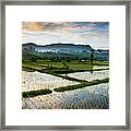 Rice Paddy Framed Print