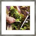Rincer La Salade Washing The Lettuce In The Sink Framed Print
