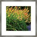 River Day Lilies Framed Print