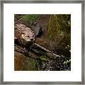 River Otter Framed Print