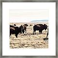 Roam Framed Print