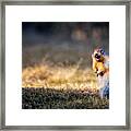 Roaring Framed Print