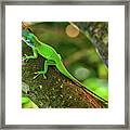 Roatan Honduras Framed Print