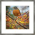 Robin Framed Print