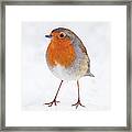 Robin Standing On Snow Framed Print