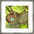 Robin's Nest Framed Print