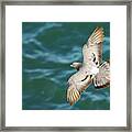 Rock Pigeon Flying Over The Sea Framed Print