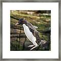 Rockhopper Penguin Jumping Framed Print