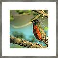 Rockin Robin Framed Print