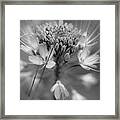 Rocky Mountain Bee Plant Abstract Framed Print