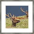 Rocky Mountain Elk Framed Print