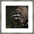 Rocky Raccoon Framed Print