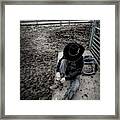 Rodeo Rider Framed Print