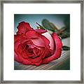 Romantic Red Rose Framed Print