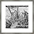 Rooted In Black And White Framed Print