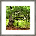 Roots Of Taymouth Estate - Scotland - Beech Tree Framed Print