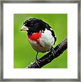 Rose Breasted Grosbeak Framed Print