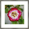Rose Framed Print