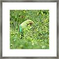 Rose-ringed Parakeet Female Feeding On Green Chilli Framed Print