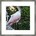 Roseate Spoonbill 16 Framed Print