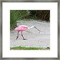 Roseate Spoonbill Framed Print