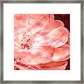 Roses In Coral Tones 18 Framed Print
