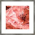 Roses In Coral Tones 27 Framed Print