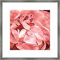 Roses In Coral Tones 28 Framed Print