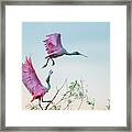 Rosy Pair (roseate Spoonbills) Framed Print