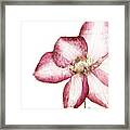 Rouge Plum Flowers I Framed Print