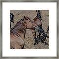 Round Em Up Framed Print