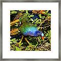 Royal Colors Framed Print