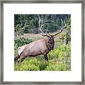 Royal Elk Framed Print