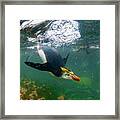 Royal Penguins Swimming Underwater Framed Print