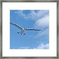 Royal Tern In Flight Against Blue Sky Framed Print