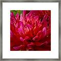 Ruby Red Dahlia Framed Print