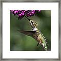 Ruby-throated Hummingbird Framed Print
