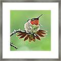 Ruby Throated Hummingbird Velocity Framed Print