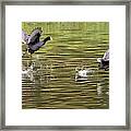 Run Coot Run Framed Print