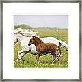 Running Horses Framed Print