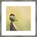 Russet Sparrow Framed Print