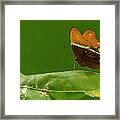 Rusty-tipped Page Butterfly Framed Print