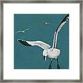 Sabine Seagulls Flying Framed Print