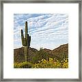 Saguaro And Wildflowers Framed Print