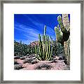 Saguaro Forest, Organ Pipe Cactus Framed Print