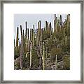 Saguaro Hill In The Superstitions Framed Print