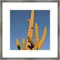 Saguaro Moon Framed Print