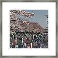 Sakura And Koinoburi Framed Print