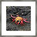 Sally Lightfoot Crab Grapsus Grapsus Framed Print